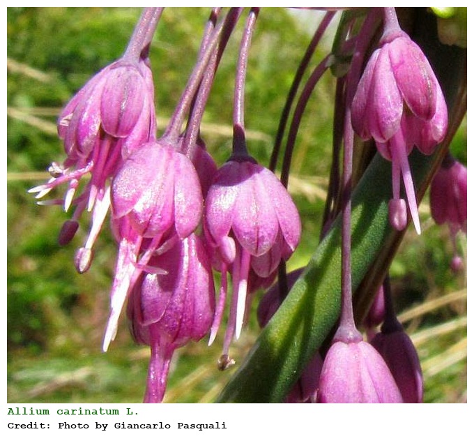 Allium carinatum L.